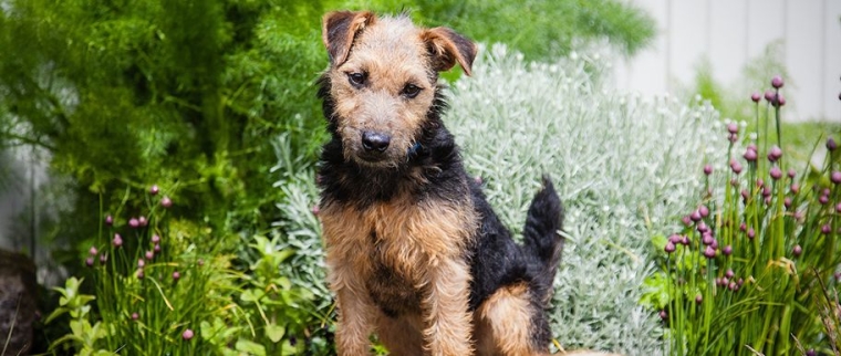 Lakeland terrier
